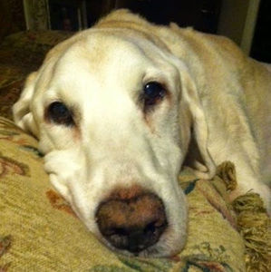 Meet your Posher, Ann